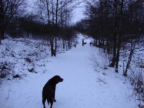 Out in all weathers, dogs rule!